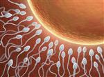 Sperm Sayısı Kaç Olmalı?